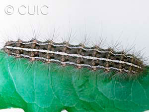 Apantesis arge