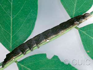 Zale undularis