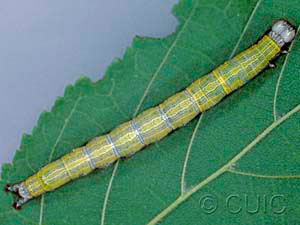 Zale phaeocapna