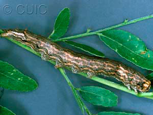 Spiloloma lunilinea