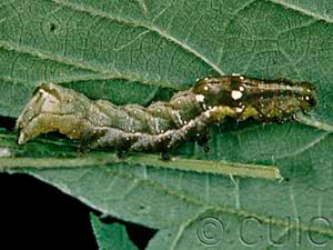 Abrostola ovalis
