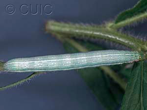 Leuconycta diphteroides