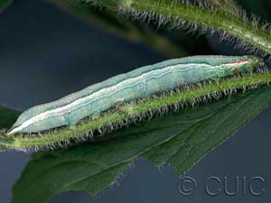 Leuconycta diphteroides