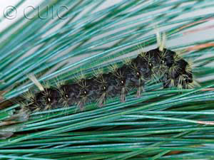 Panthea virginarius