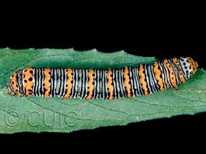 Eudryas unio