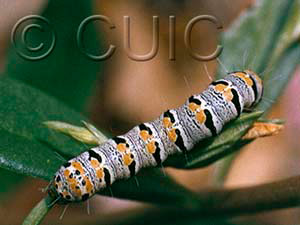 Euscirrhopterus gloveri