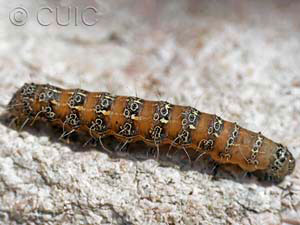 Euscirrhopterus cosyra