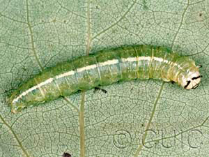Ipimorpha pleonectusa