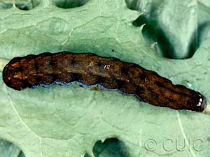 Hyppa xylinoides