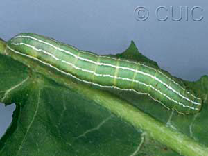 Amphipyra tragopoginis