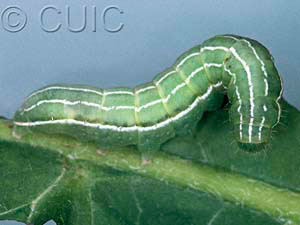 Amphipyra tragopoginis