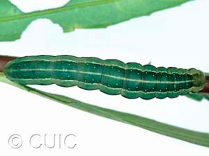 Xylena nupera