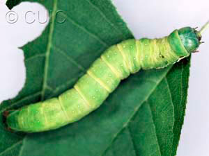 Xylena nupera
