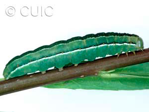 Xylena nupera