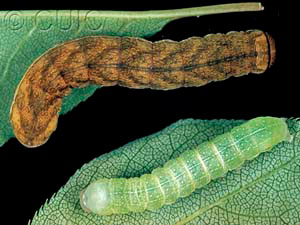 Xylena cineritia