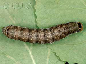 Lithomoia germana