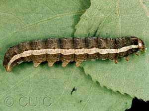 Lithomoia germana