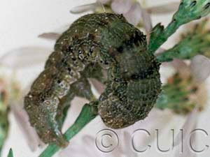 Homoglaea variegata