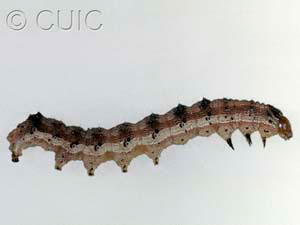 Homoglaea variegata