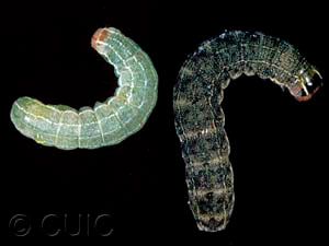 Homoglaea hircina