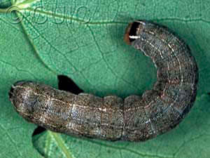 Homoglaea hircina