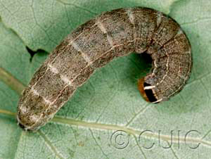 Homoglaea hircina