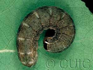 Homoglaea hircina
