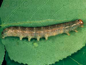Homoglaea hircina