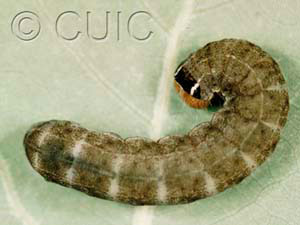 Homoglaea hircina