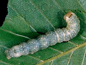Lithophane petulca