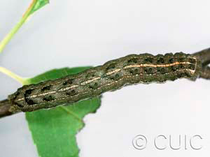 Lithophane disposita