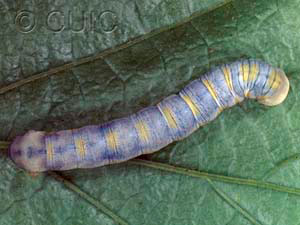 Lithophane querquera
