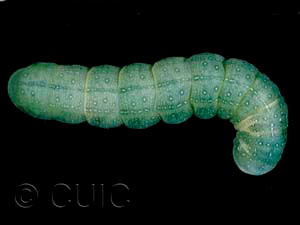 Lithophane tepida