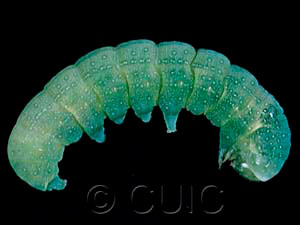 Lithophane tepida