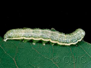 Lithophane antennata