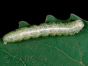 Lithophane antennata