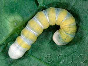 Pyreferra hesperidago