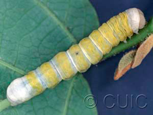 Pyreferra hesperidago