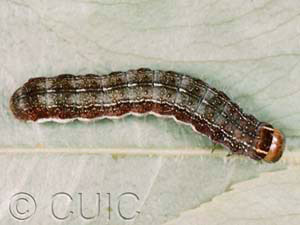 Eupsilia sidus