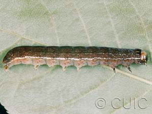 Eupsilia sidus