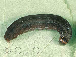Eupsilia tristigmata