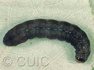 Eupsilia tristigmata