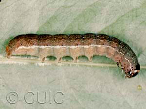 Eupsilia tristigmata