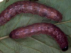 Epiglaea decliva