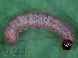 Epiglaea decliva