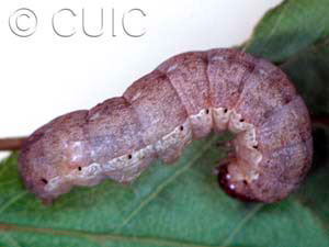Epiglaea decliva