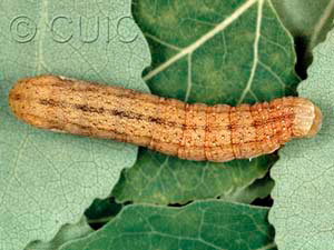 Sutyna privata