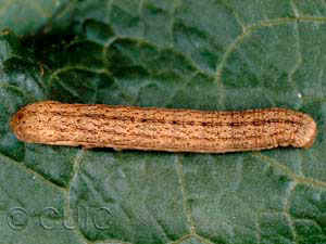 Sutyna privata