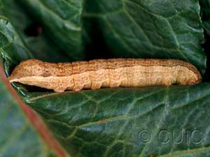Sutyna privata