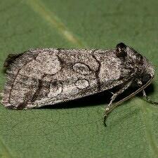 Oxycnemis advena